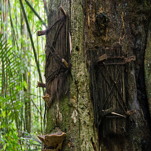 tree graves of Indonesia where dead babies are buried