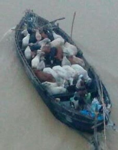  Getting steamer cattle smuggling