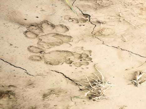 Jetpur Gdia marks found in the claws of wild animals