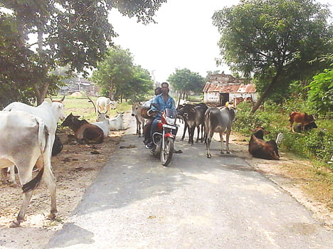 Stray cattle organically to become the passers-e-life