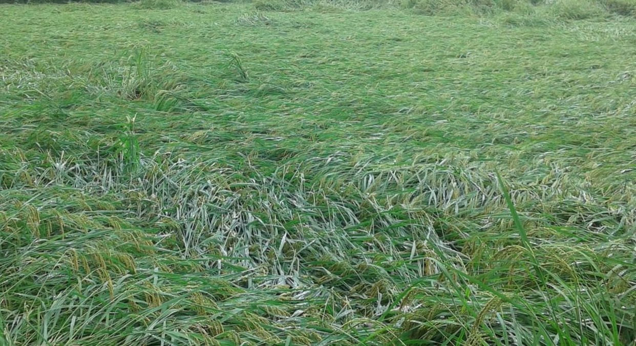 Now the government will take action on white fly crops