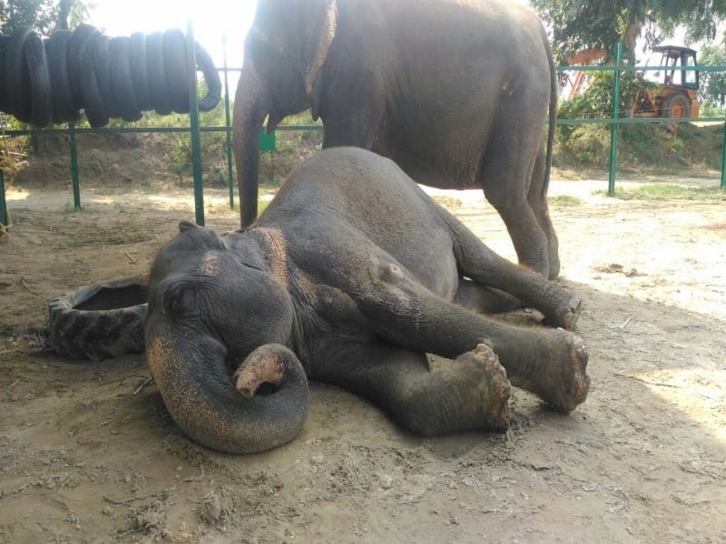 elephant in bad condition in churmura