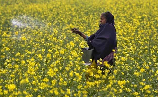 No commercial release of GM mustard for now