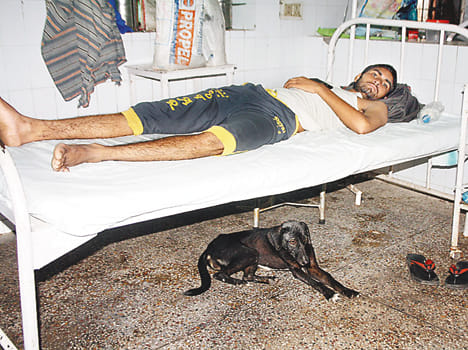 Home to the dogs in the district hospital