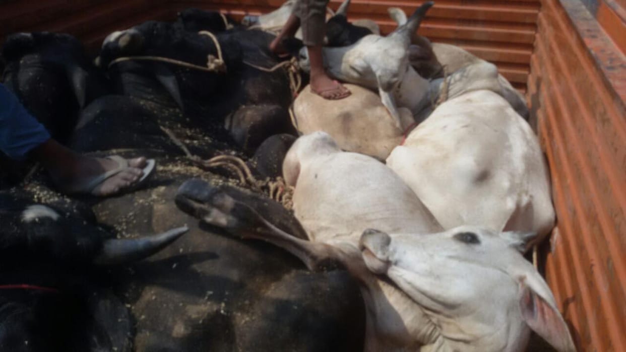 12 and its progeny, died of asphyxiation