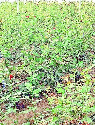 Mahka life from growing roses