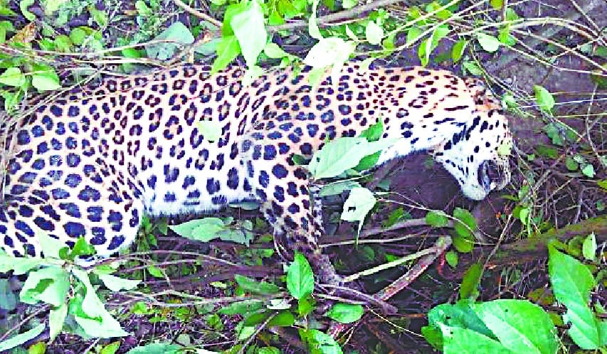 Leopard on the death of the unidentified persons cases 