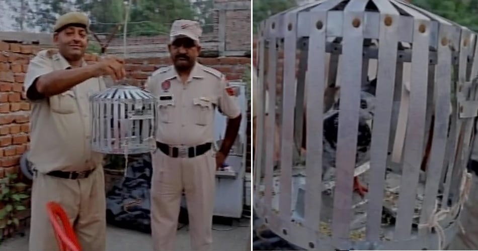 Pakistani, spy peigon, caught by bsf, Pathankot
