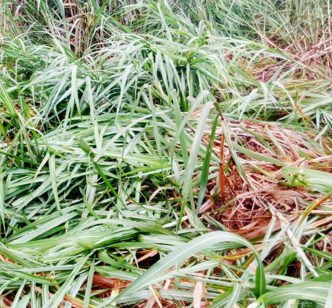 Rain with strong winds occurred Jmajm
