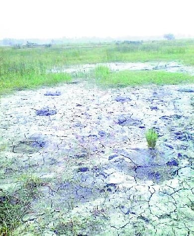 Razed plantations record