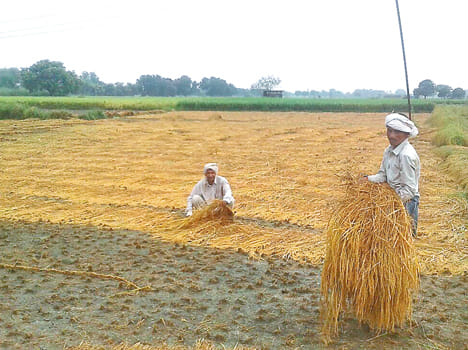 Rain beats were farmers faster