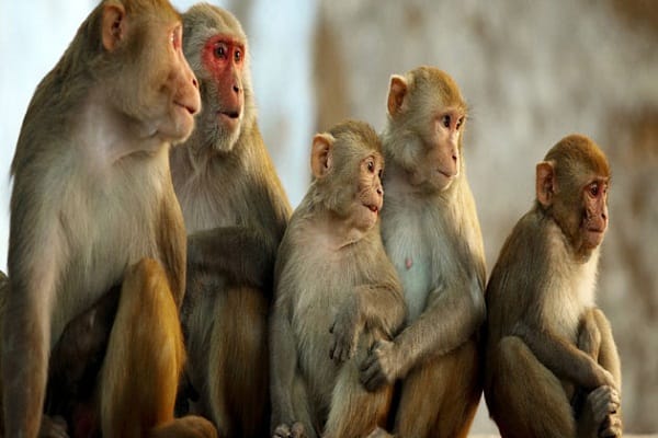 monkeys smashed png line at kanpur panic 