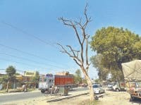 yamuna nagar, tree,acctident,karan