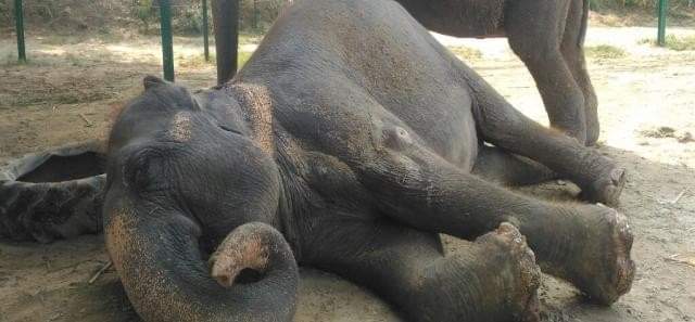 मथुरा हाथिनी