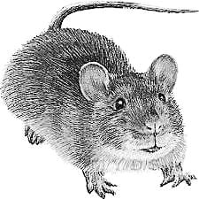 railway will no plan to kill rats