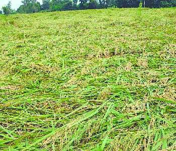 rice crop waste by storm-water 