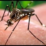 Dengue