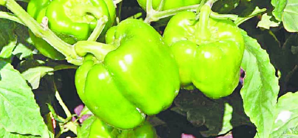 Solan capsicum fight against cancer
