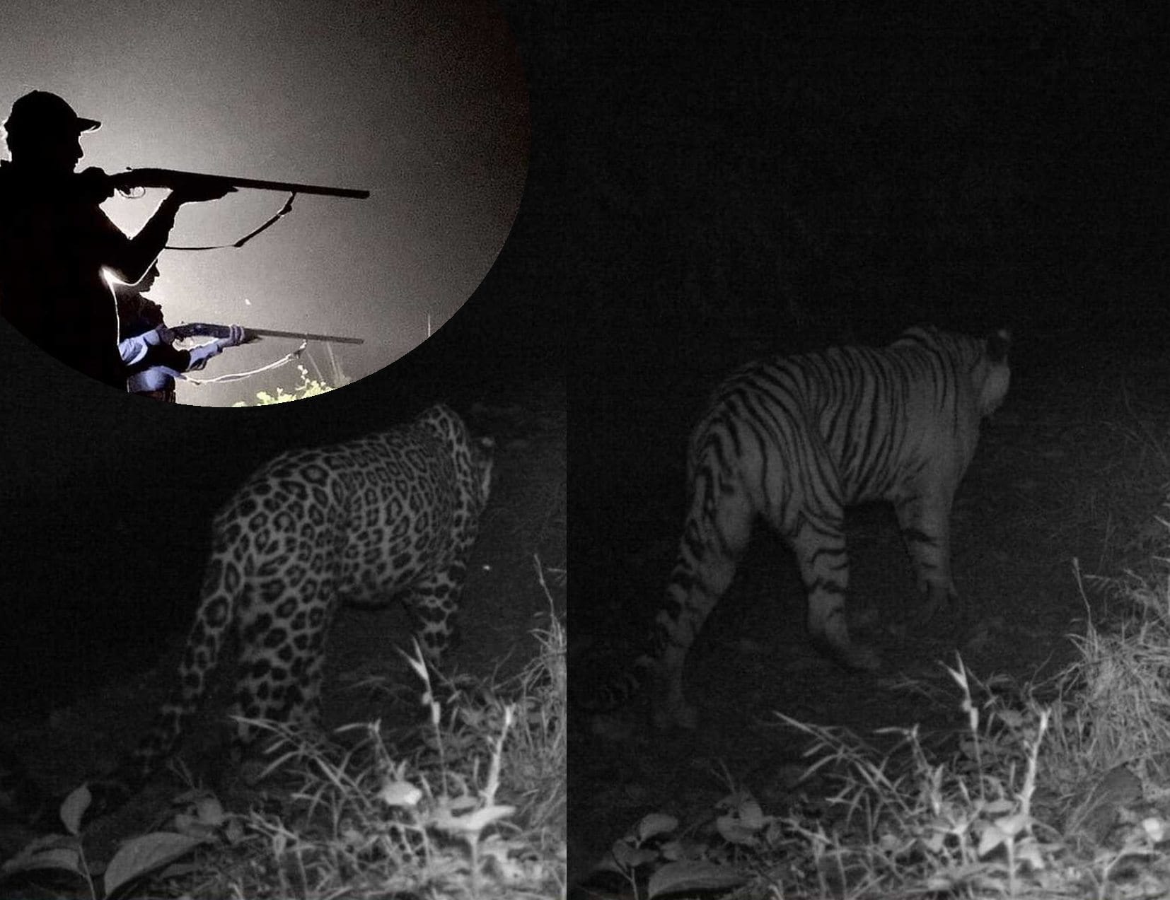 forest department cant found the man eater tigress.