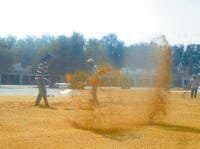 jind, harayana, stop, selling, buying, crops, farmar unhappy, jind,  harayana