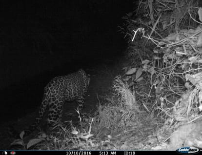 leopard killed a woman in tehri