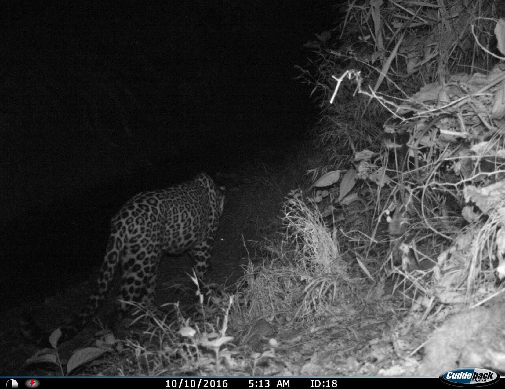 leopard kill four year old boy