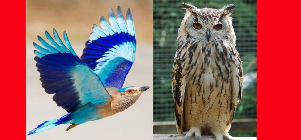 birds selling will be on alert on diwali in noida
