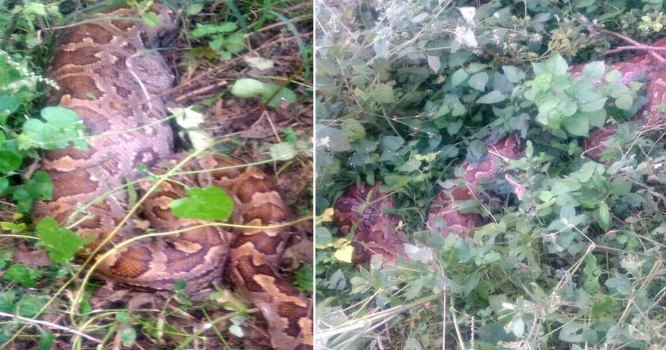 python swallowed dog in yamunanagar of haryana