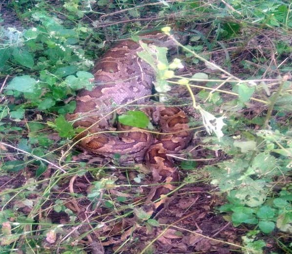 python swallowed dog in yamunanagar of haryana
