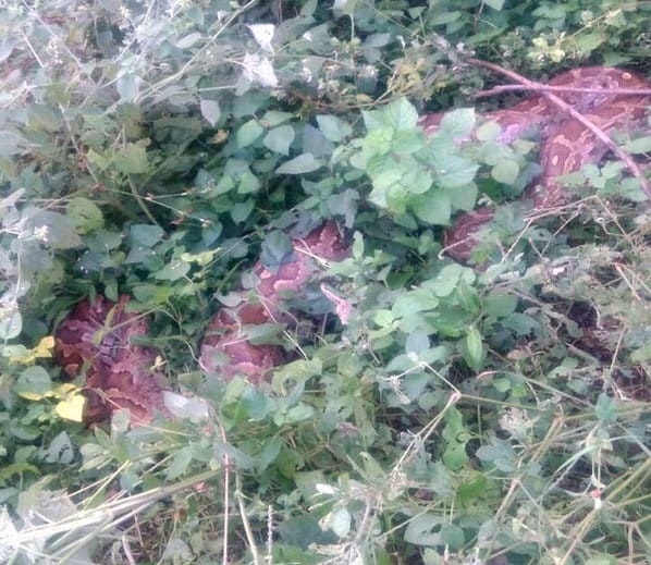 python swallowed dog in yamunanagar of haryana