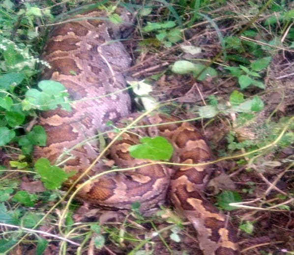 python swallowed dog in yamunanagar of haryana