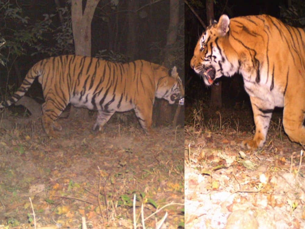 big tiger seen in uttarakhand forest