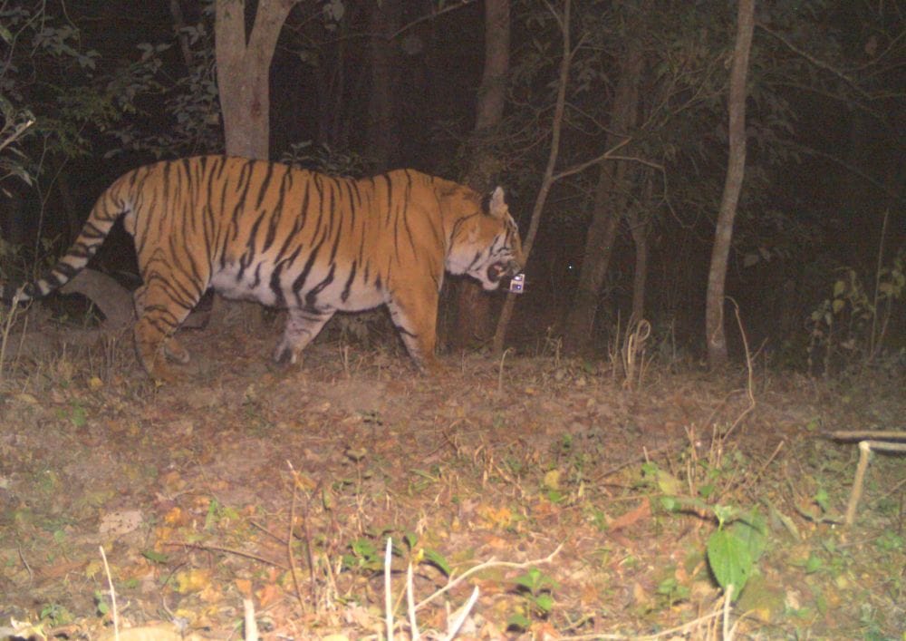 human creat problem for tiger