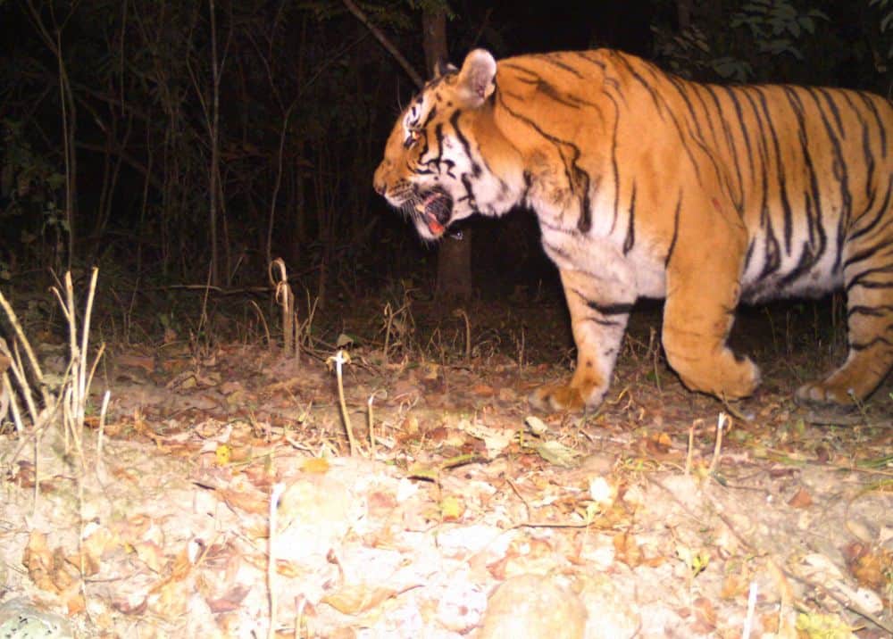 big tiger seen in uttarakhand forest