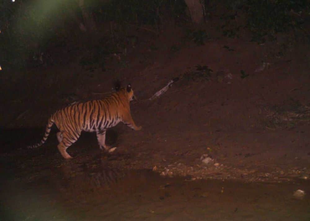 big tiger seen in uttarakhand forest