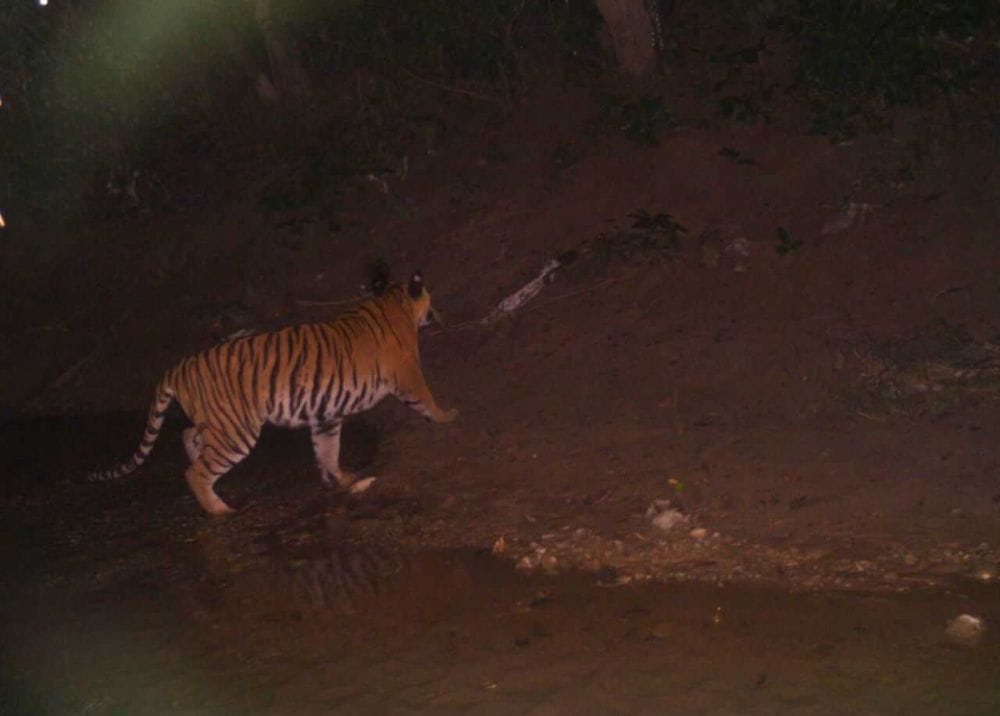 forest department cant found the man eater tigress.