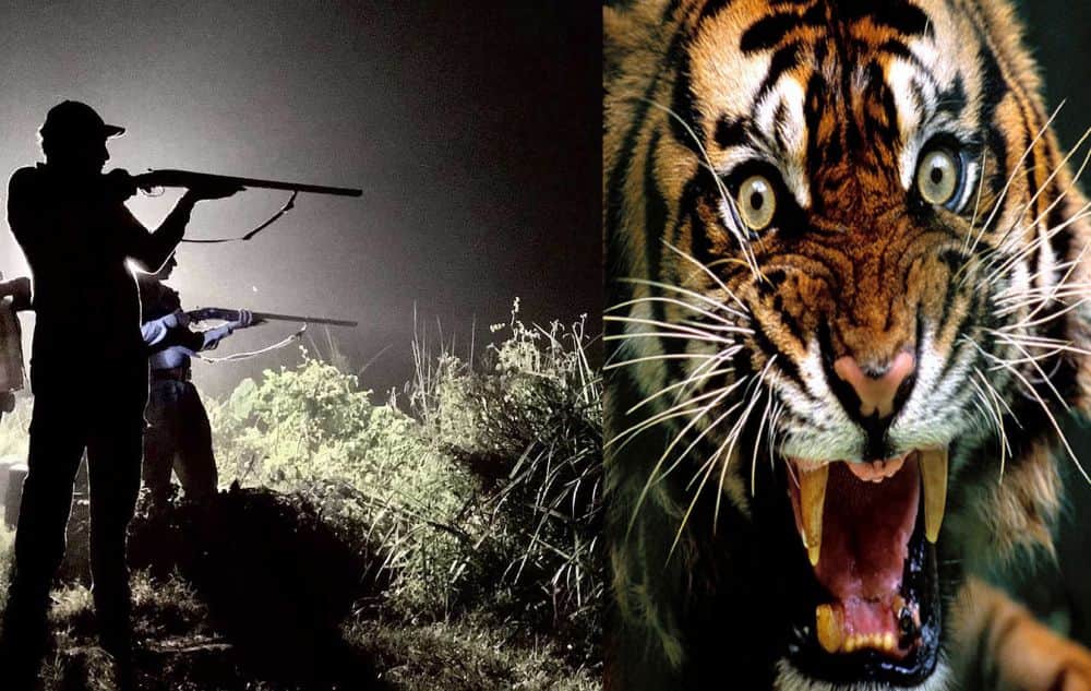 tiger attack DFO in ramnagar forest range