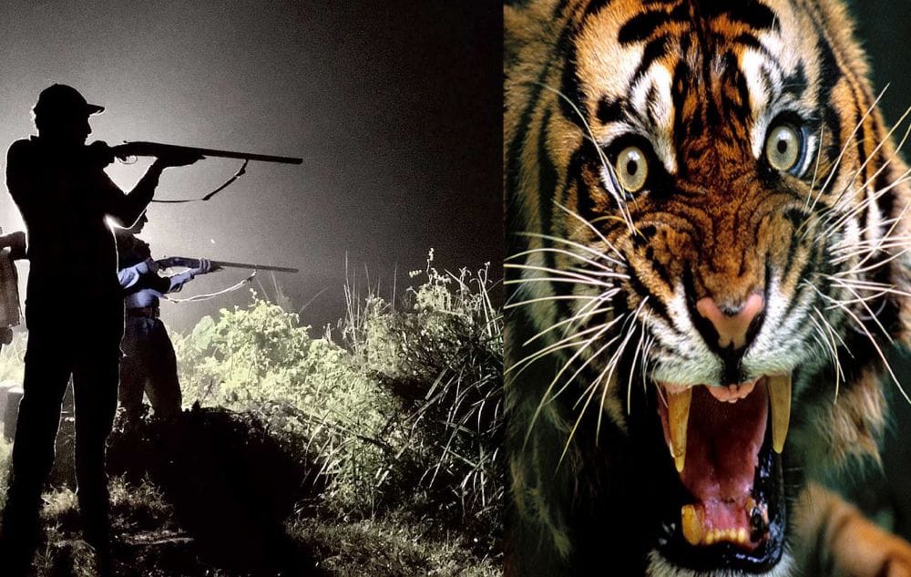 forest department cant found the man eater tigress.