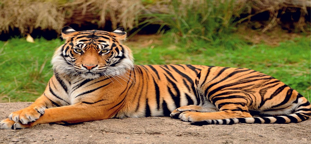 18 Tiger's life in danger