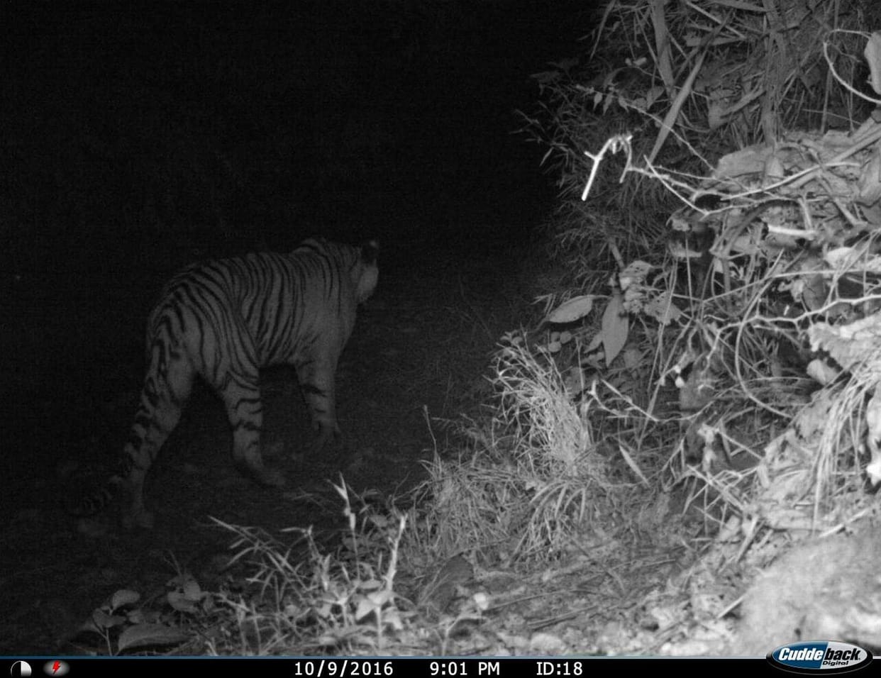 Rajaji National Park camera trap missing