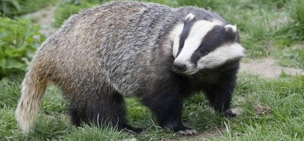 badger attack army jawan in Dalhousie cantt