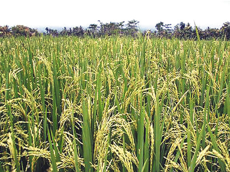 Nitrogen deficiency fatal to paddy
