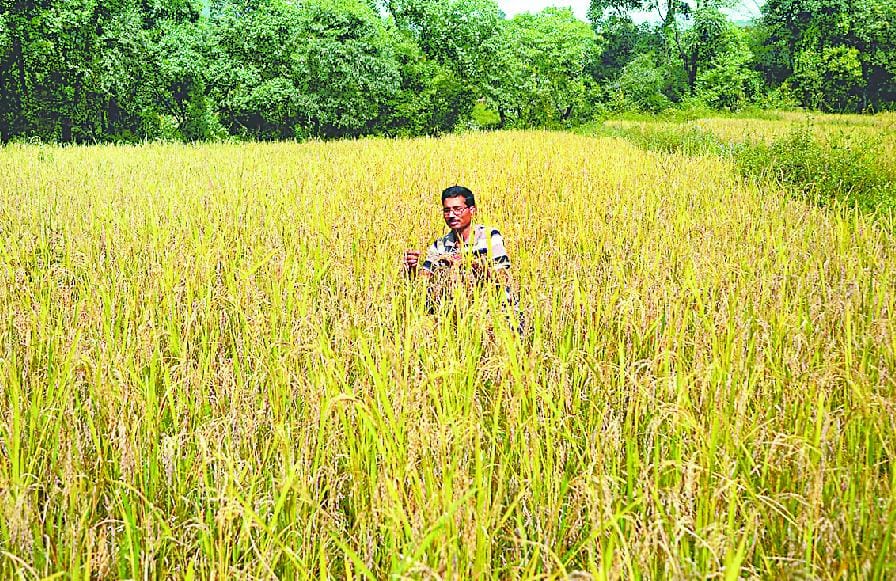 Bltir farm crop destroyed by fungus