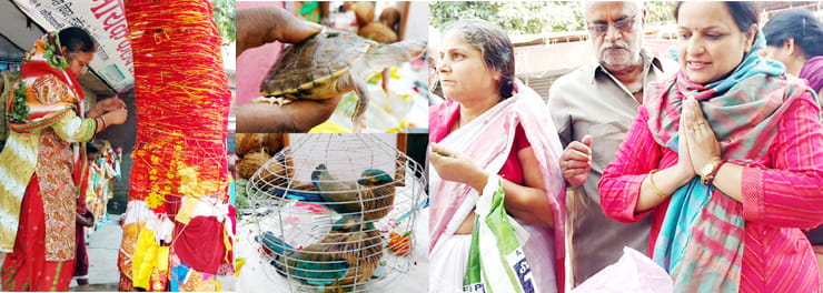 Jay bird turtle Shami tree and on Pan particular importance vijayadasami