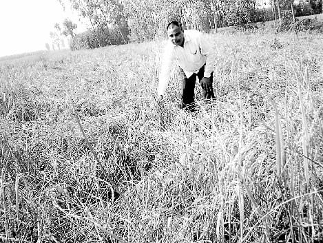 Brown felt blight disease of rice Hopper and