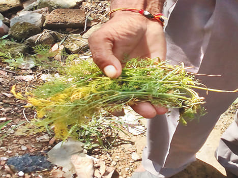 Vegetable farmers hit by rains