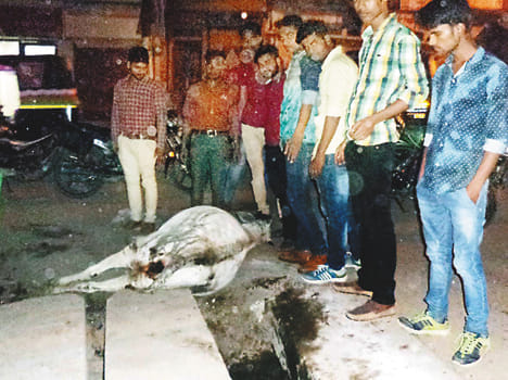 Muslim youths removed the cow fell into the river
