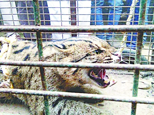 Leopard Cat smugglers s bail