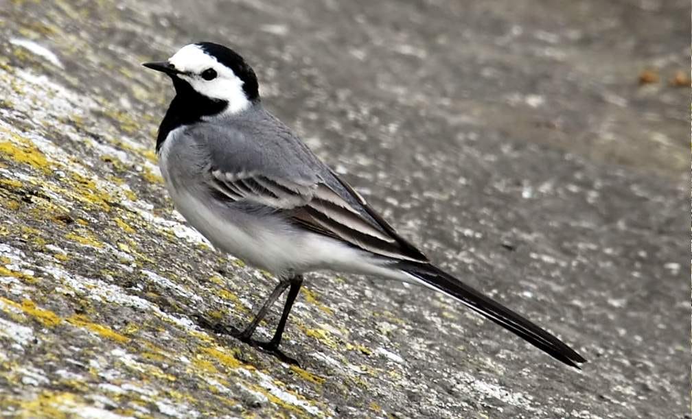 Migratory Birds comes in asan barrage bird sanctuary 2018