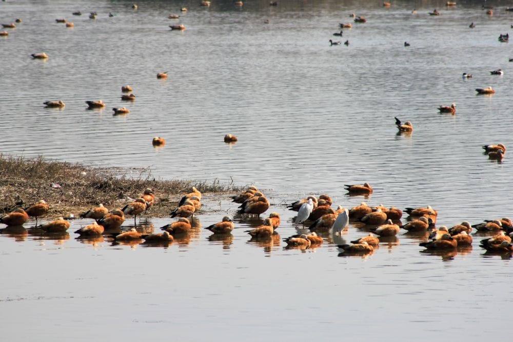 Migratory Birds comes in asan barrage bird sanctuary 2018